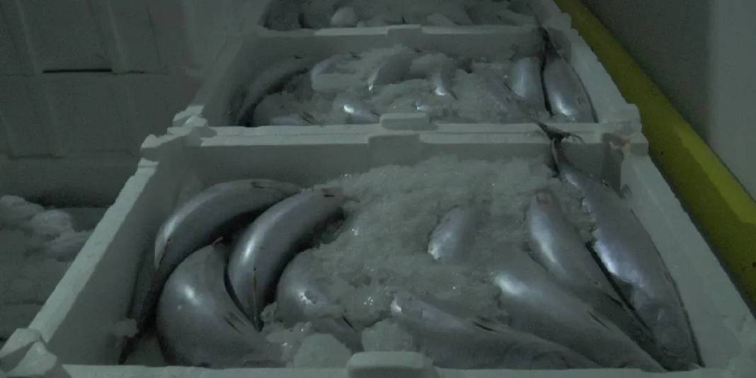 Denizi yok ama deniz kadar balık var! O ilimizden çıkıyor, Rusya, Suriye ve Avrupa'ya satılıyor: Yeni hedef 50 bin ton 5